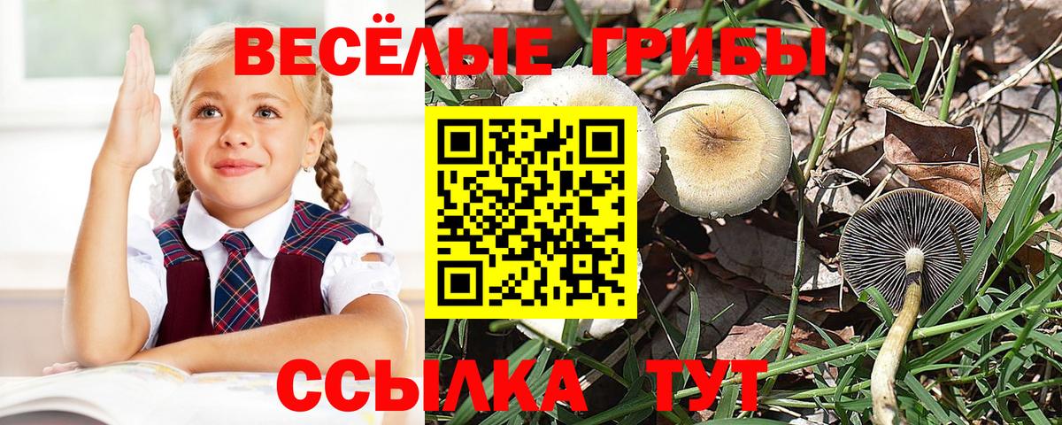 Псилоцибиновые грибы GOLDEN TEACHER  Вход с VPN  Озёрск  Галлюциногенные грибы ЛСД 